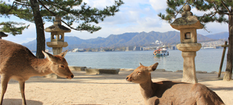 宮島の2匹の鹿