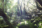 屋久島イメージ